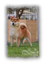 reika shiba